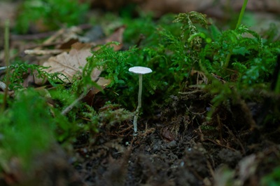 Pseudobaeospora calcarea