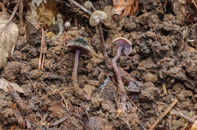 Pseudobaeospora dichroa