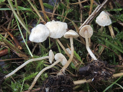 Pseudobaeospora paulochroma