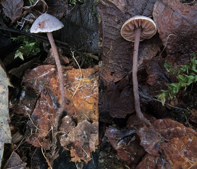 Pseudobaeospora pillodii