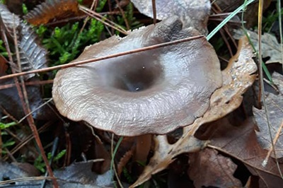 pseudoclitocybe-cyathiformis1