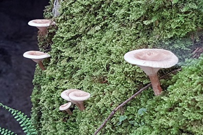 pseudoclitocybe-cyathiformis2