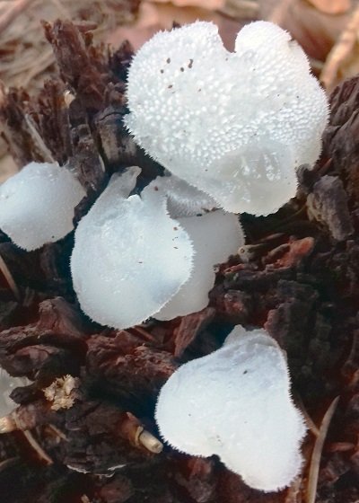 pseudohydnum-gelatinosum1
