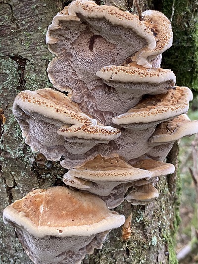 Pseudoinonotus dryadeus