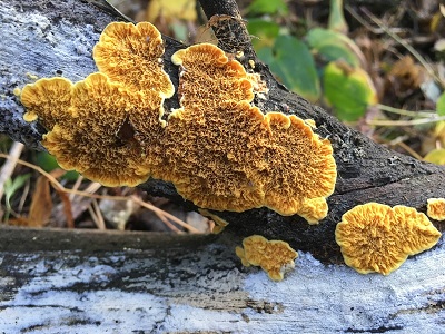 Pseudomerulius aureus