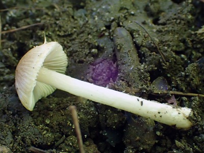 Pseudosperma emberizanum