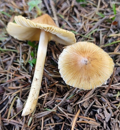 pseudosperma-rimosum1