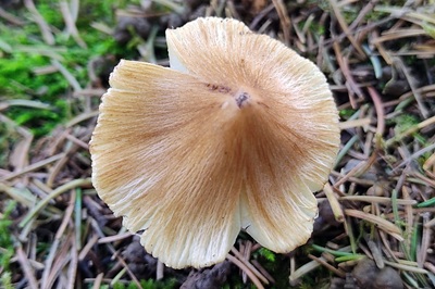 pseudosperma-rimosum2