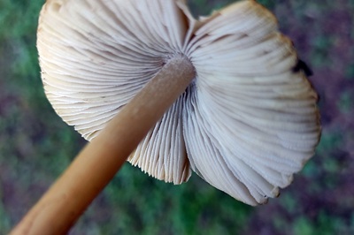 pseudosperma-rimosum3