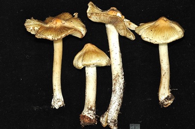 Pseudosperma spectrale