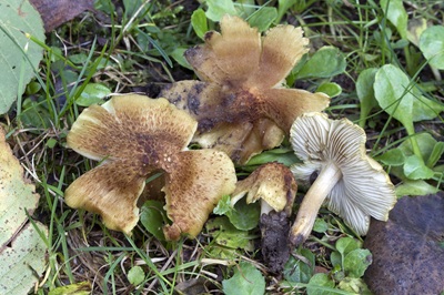 Pseudosperma squamatum