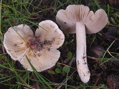 Pseudosperma umbrinellum