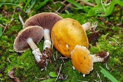 psilocybe-coronilla1
