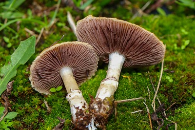 psilocybe-coronilla2
