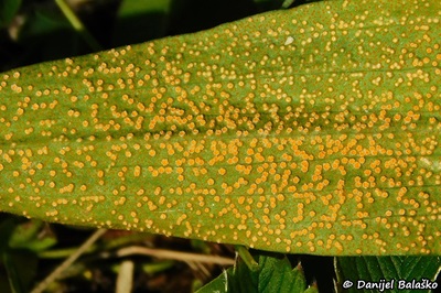 puccinia-hysterium1