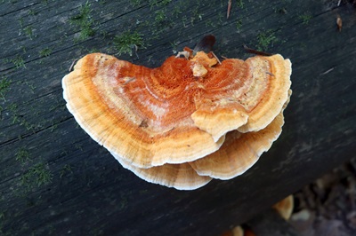 Pycnoporellus fulgens