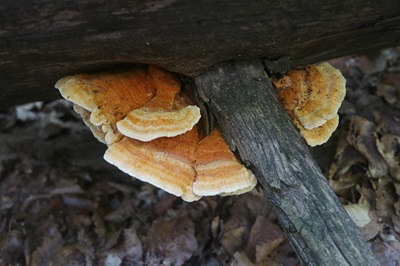 pycnoporellus-fulgens1