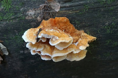 pycnoporellus-fulgens2