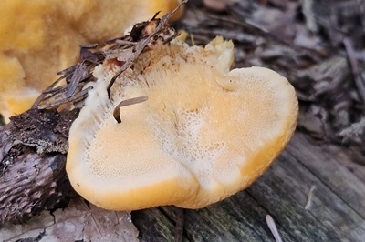 pycnoporellus-fulgens3