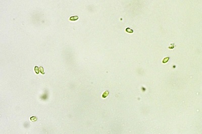 pycnoporellus-fulgens4