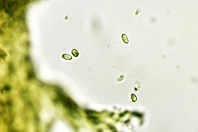 pycnoporellus-fulgens5