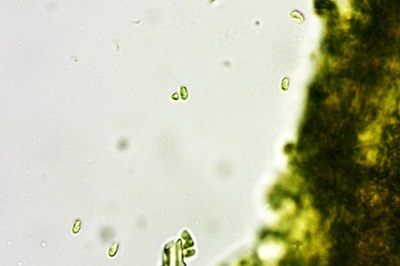 pycnoporellus-fulgens6