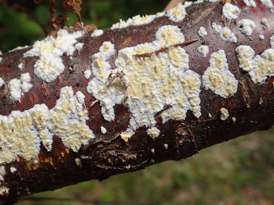Radulomyces confluens
