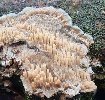 Radulomyces molaris