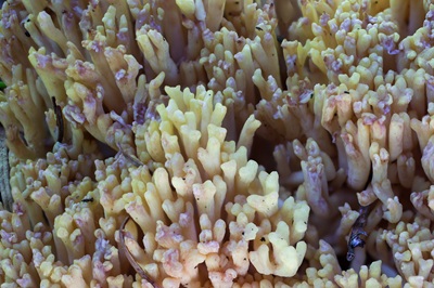 ramaria-flava2
