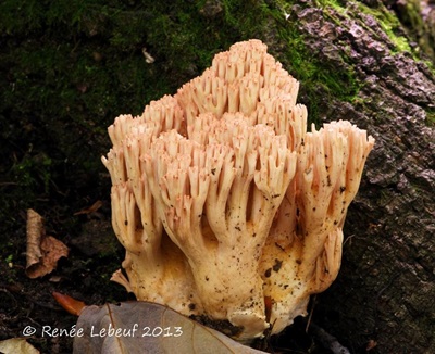 Ramaria holorubella