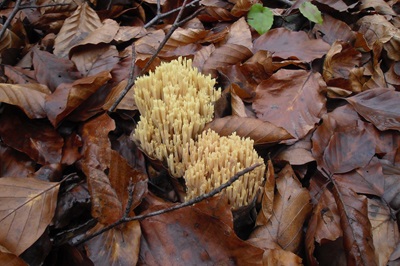 Ramaria lutea
