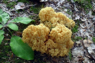 ramaria-lutea1