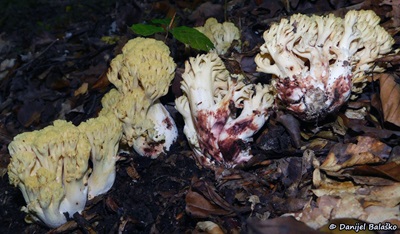 Ramaria sanguinea