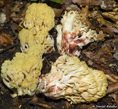 ramaria-sanguinea1