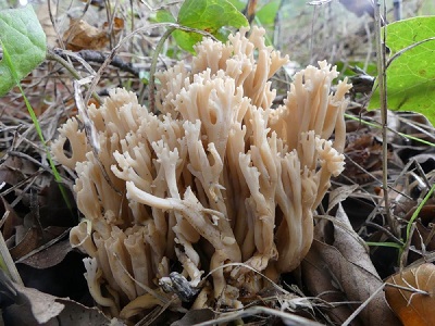 Ramaria spinulosa