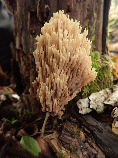 Ramaria stricta