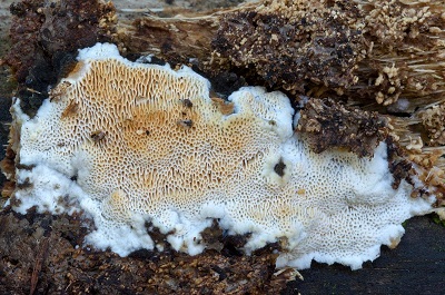 Resiniporus resinascens