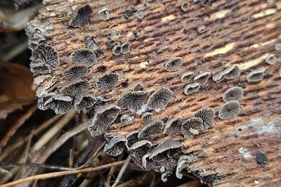 Resupinatus applicatus