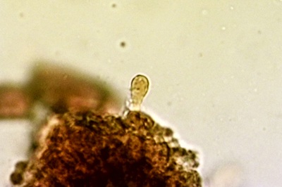 resupinatus-applicatus11