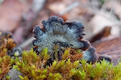 resupinatus-applicatus2