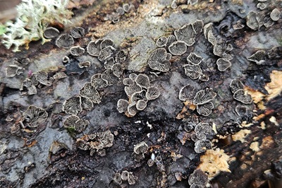 resupinatus-applicatus3