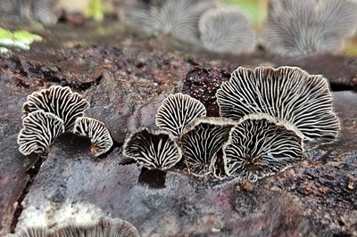 resupinatus-applicatus4