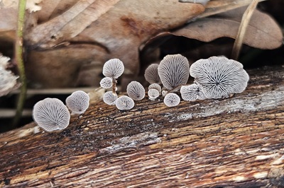 resupinatus-applicatus5