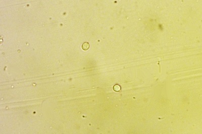 resupinatus-applicatus7