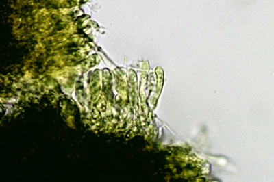 resupinatus-applicatus9