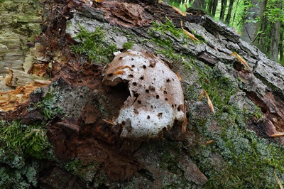 Reticularia lycoperdon