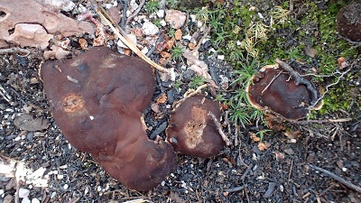 Rhizina undulata