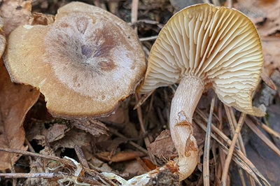 rhizocybe-pruinosa1