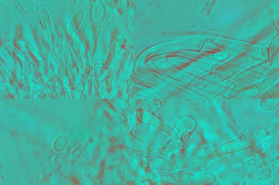 rhizocybe-pruinosa12