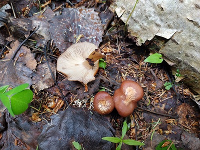 Rhizocybe vermicularis